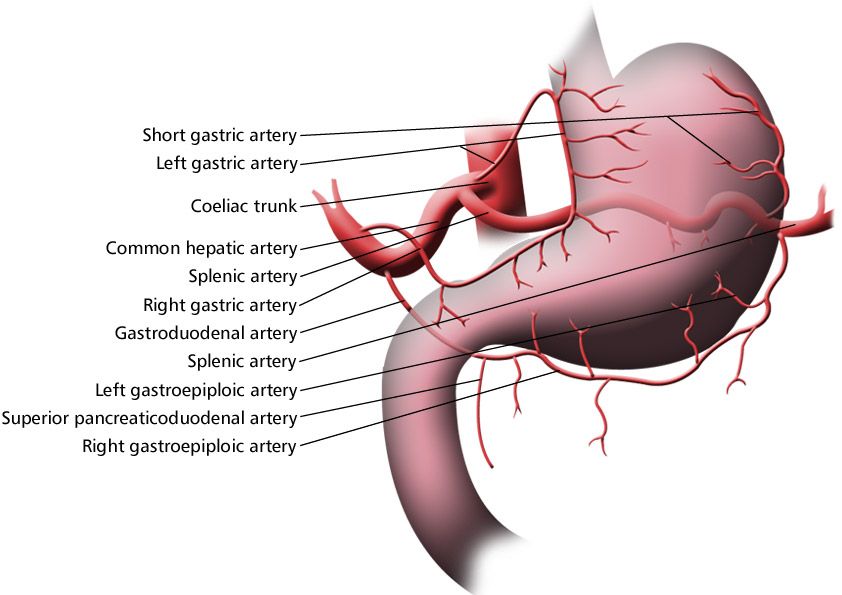Arteries_Adjacent_to_Stomach_Labeled_.jpg